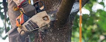 Best Tree Disease Treatment  in Covgton, IN