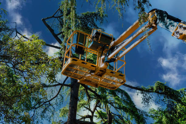 Professional Tree Care  in Covington, IN