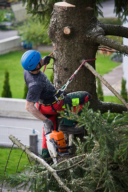 Best Tree Preservation Services  in Covgton, IN