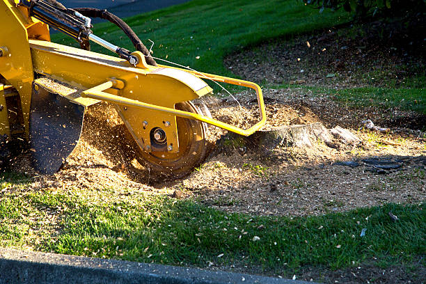 Best Tree Mulching  in Covgton, IN